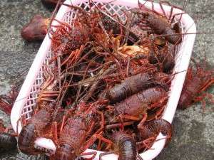 伊豆長岡古奈温泉水庭の旅籠すみよし館『お料理ご案内』 産地直送伊勢海老の食材 伊勢海老食材